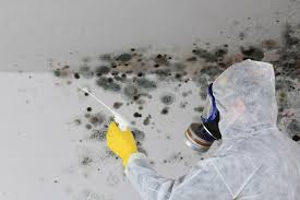 Best Environmental Consulting for Mold Prevention  in Biltmore, TN